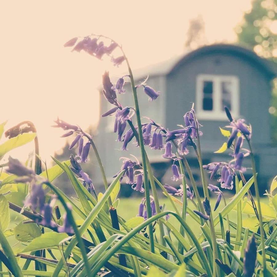 Skylark Shepherds Hut Роял Тънбридж Уелс Екстериор снимка